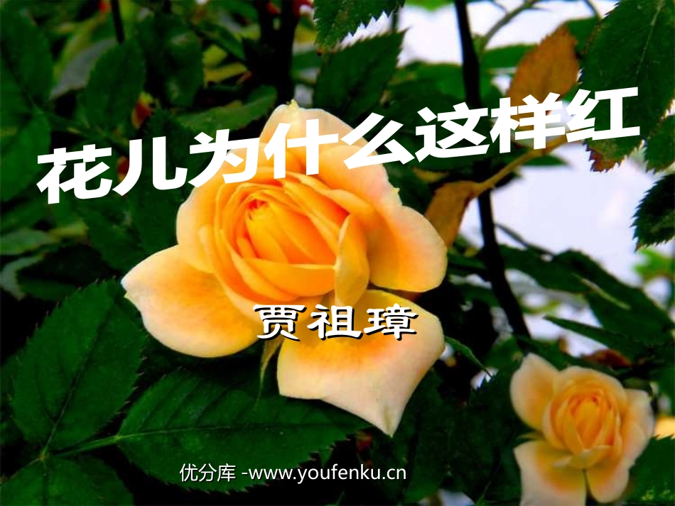 《花儿为什么这样红》PPT课件[苏教版八年级语文下册]_第1页
