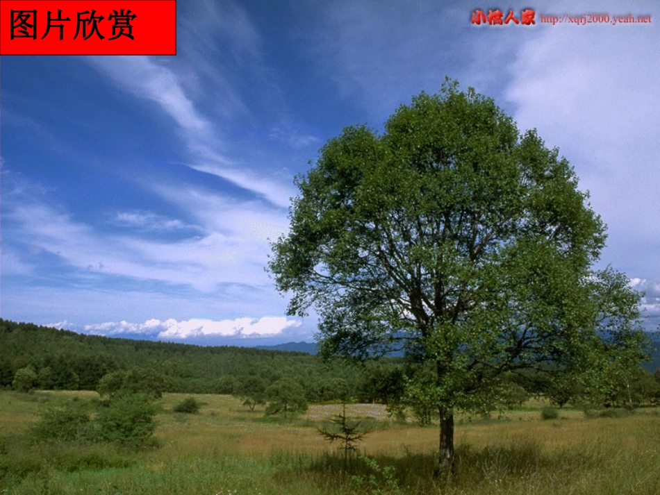 《我骄傲,我是一棵树》PPT课件[苏教版八年级语文下册]_第3页