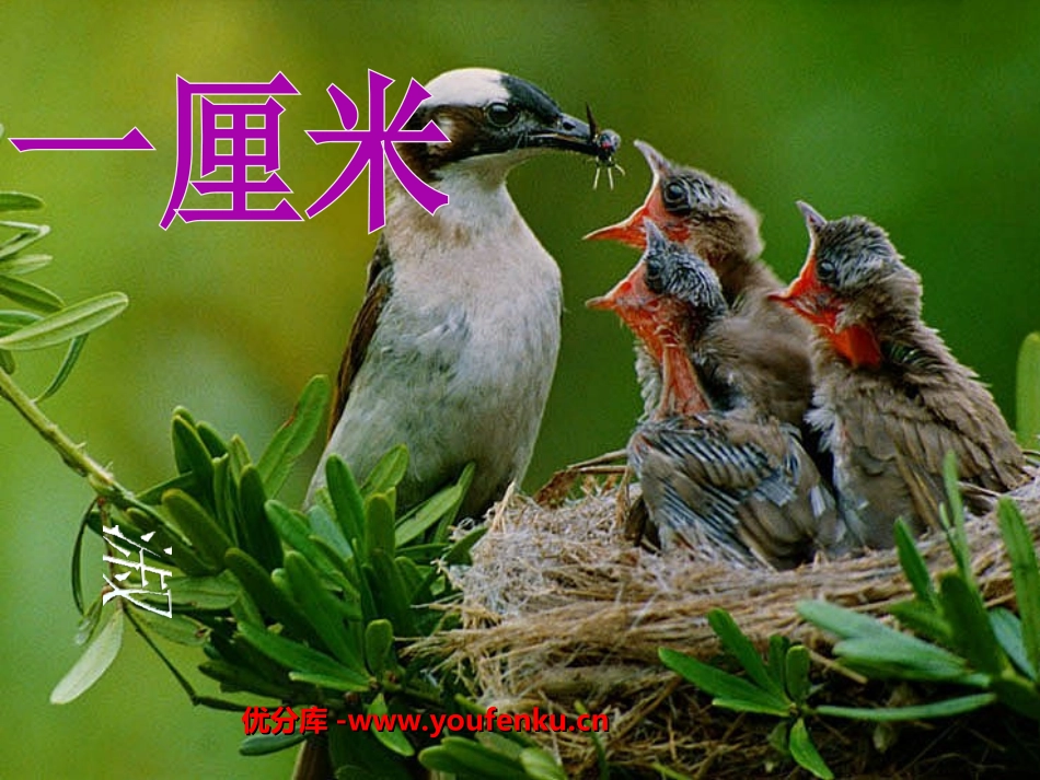 《一厘米》PPT课件[苏教版九年级语文下册]_第1页