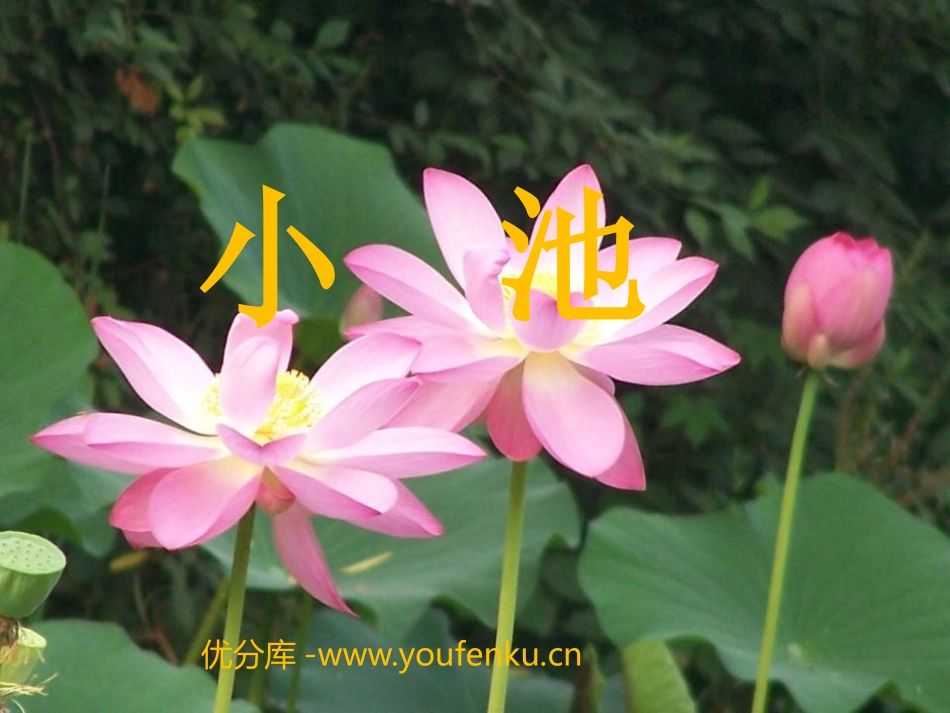 《小池》PPT课件[部编版一年级语文下册]_第1页