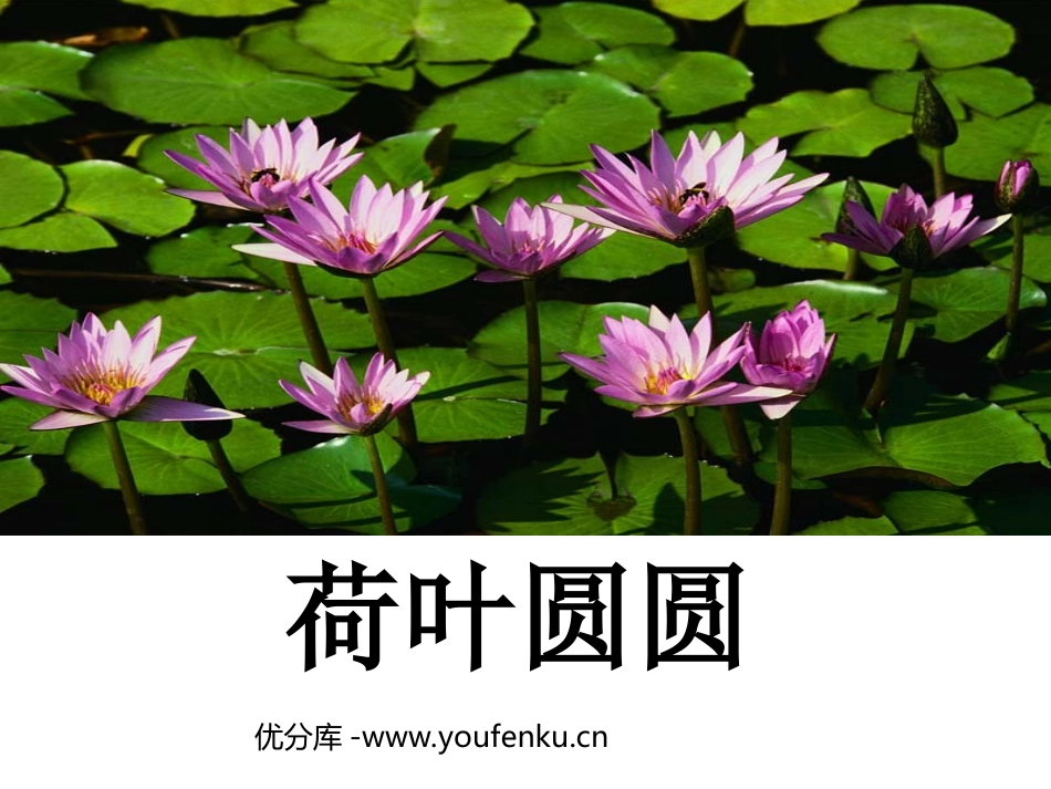 《荷叶圆圆》PPT课件[部编版一年级语文下册]_第1页