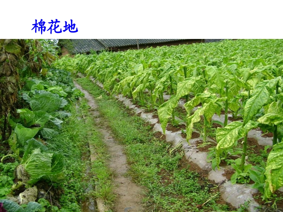 《棉花姑娘》PPT课件[部编版一年级语文下册]_第3页