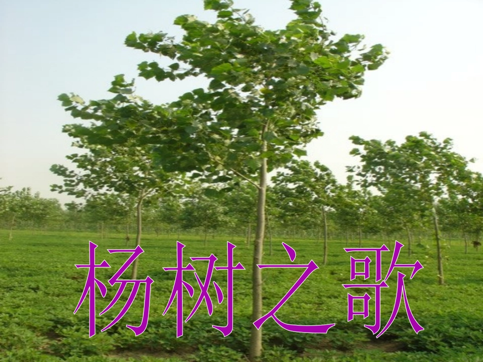 《杨树之歌》PPT课件[北师大版二年级语文下册]_第2页