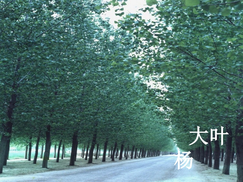 《杨树之歌》PPT课件[北师大版二年级语文下册]_第2页