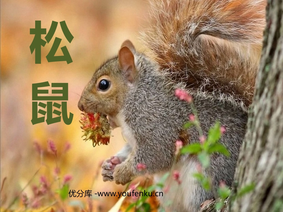 《松鼠》PPT课件[北师大版三年级语文下册]_第1页