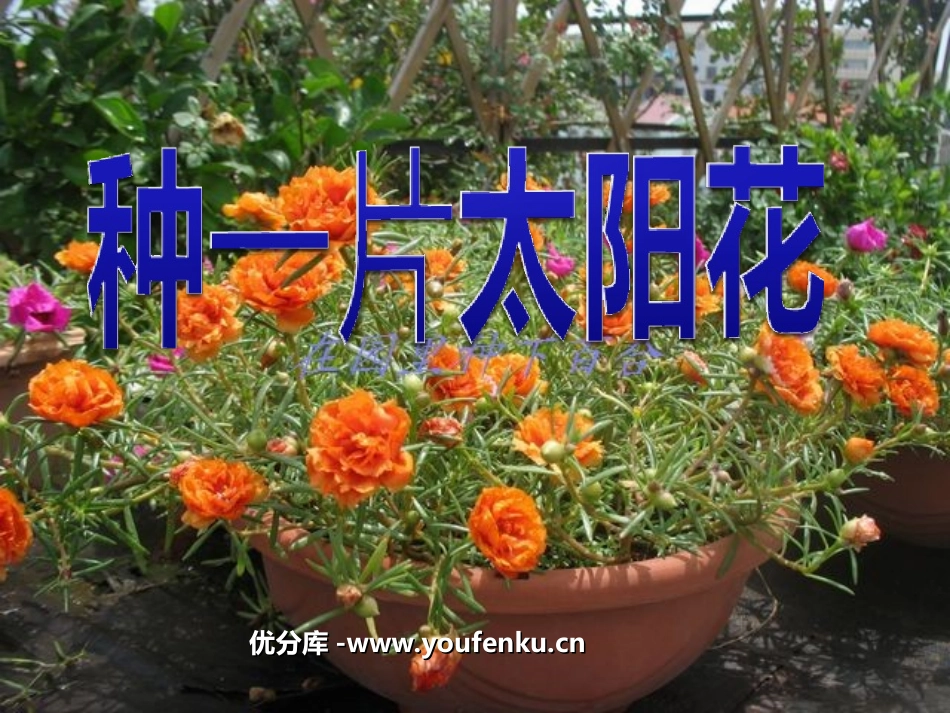 《种一片太阳花》PPT课件[北师大版四年级语文下册]_第1页