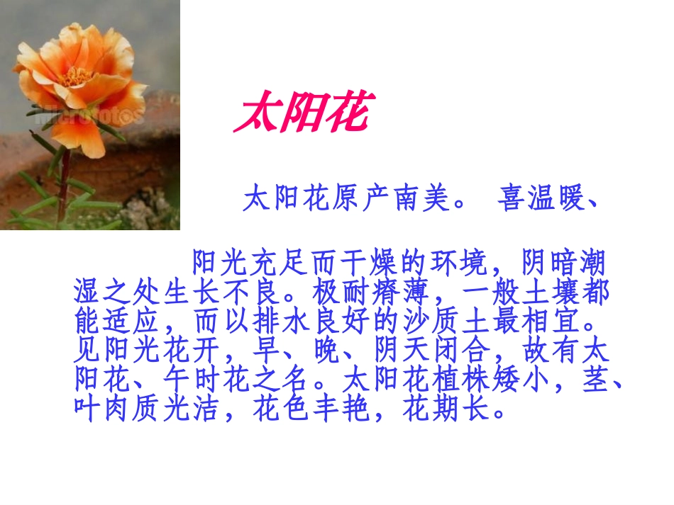 《种一片太阳花》PPT课件[北师大版四年级语文下册]_第2页