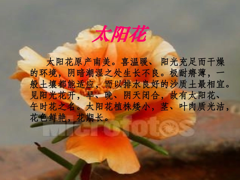 《种一片太阳花》PPT课件[北师大版四年级语文下册]_第1页