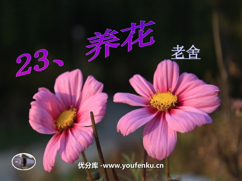 《养花》PPT课件[北师大版六年级语文下册]_第1页