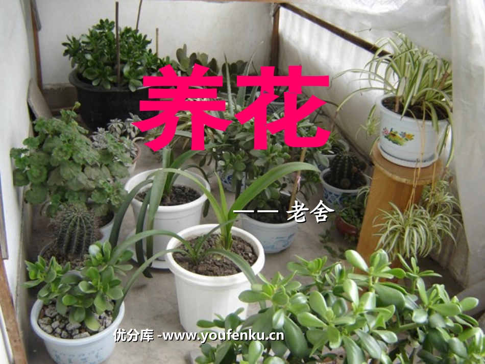 《养花》PPT课件[北师大版六年级语文下册]_第1页