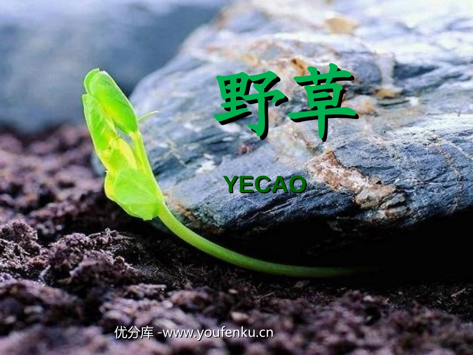 《野草》PPT课件[北师大版六年级语文下册]_第1页
