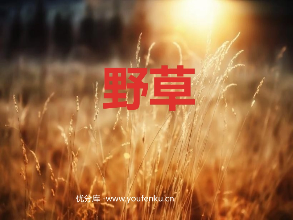 《野草》PPT课件[北师大版六年级语文下册]_第1页