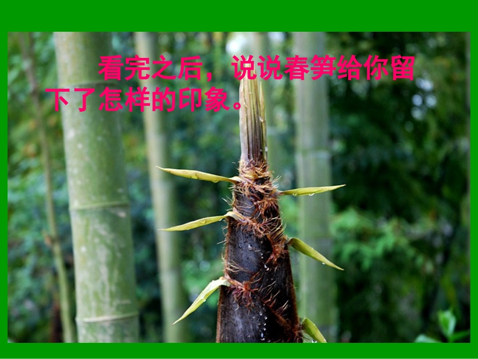 《春笋》PPT课件[苏教版一年级语文下册]_第2页