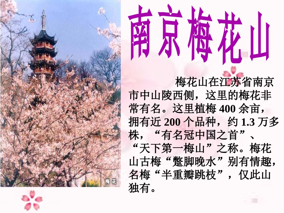 《春到梅花山》PPT课件[苏教版一年级语文下册]_第2页