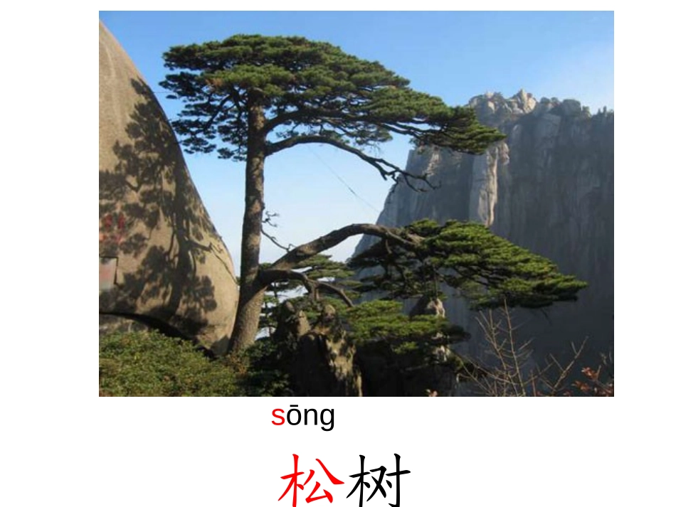 《小松树和大松树》PPT课件[苏教版一年级语文下册]_第2页