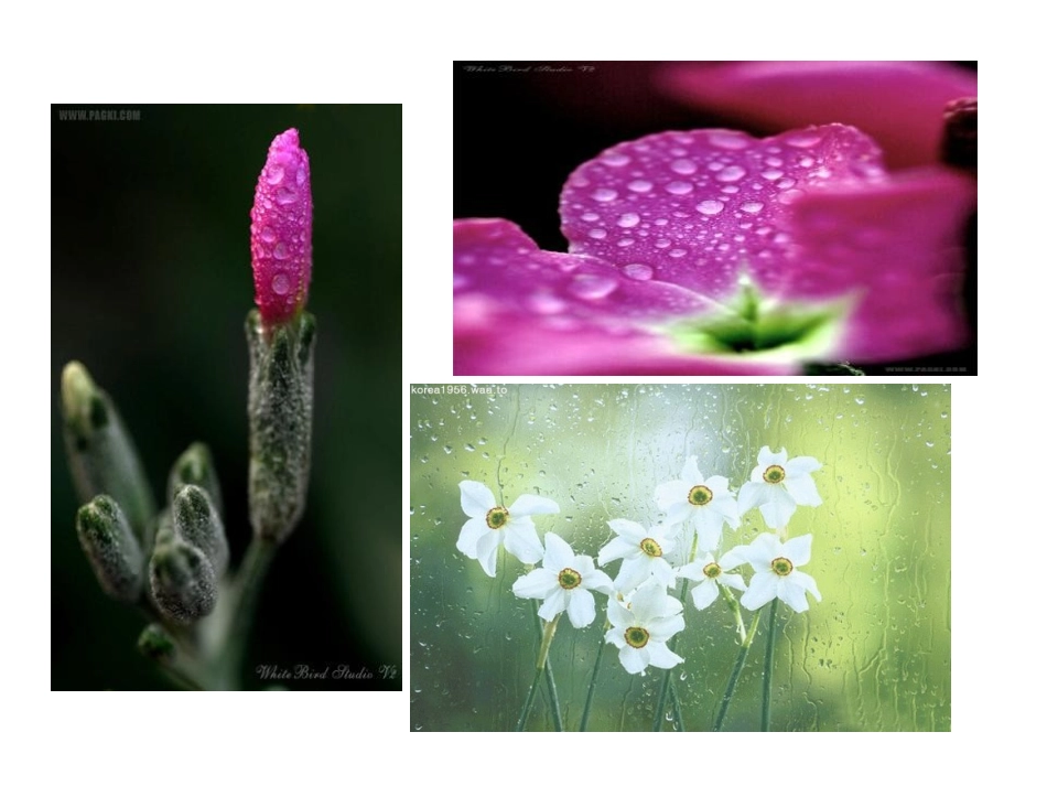 《雨后》PPT课件[苏教版二年级语文下册]_第3页