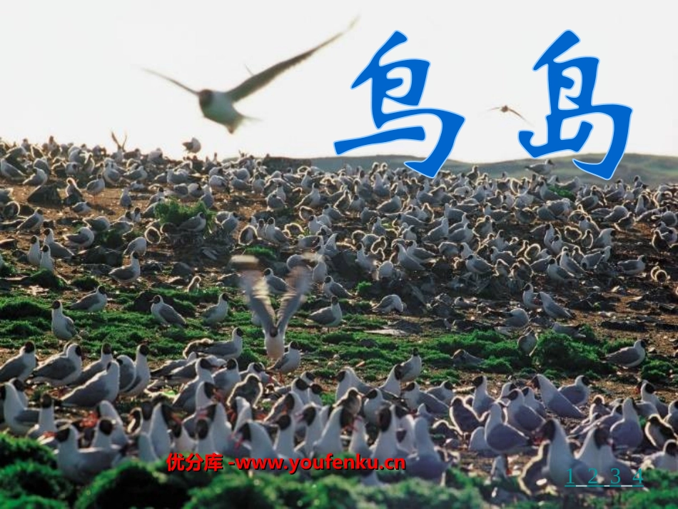 《鸟岛》PPT课件[苏教版二年级语文下册]_第1页
