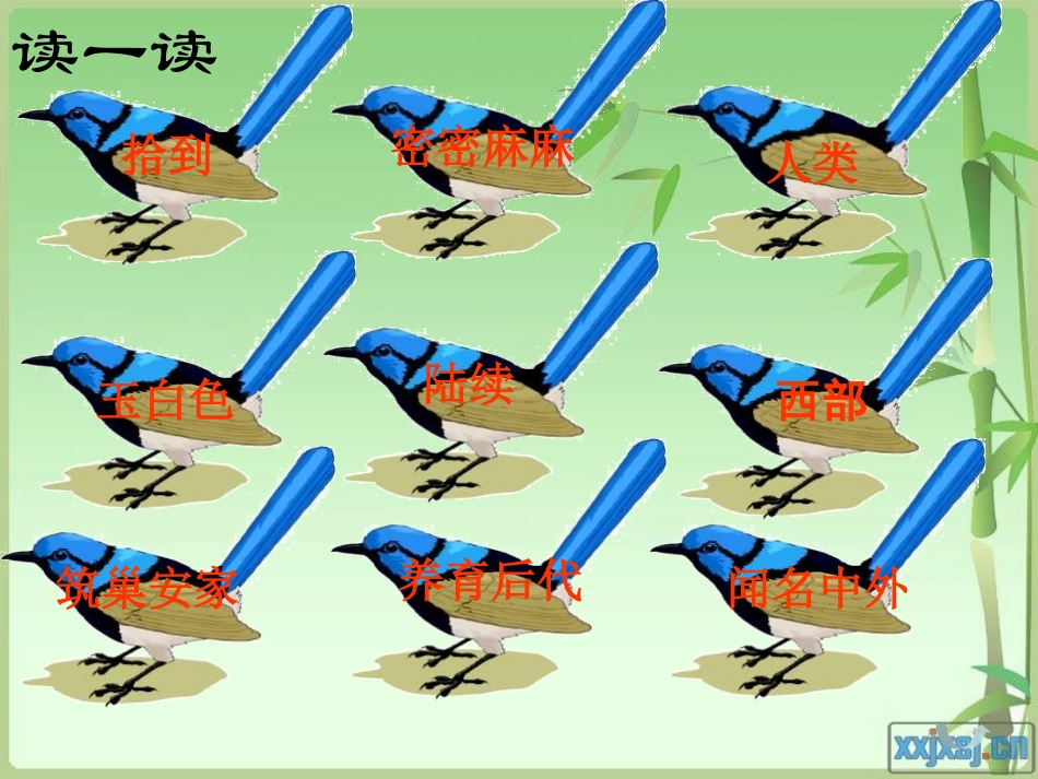 《鸟岛》PPT课件[苏教版二年级语文下册]_第2页