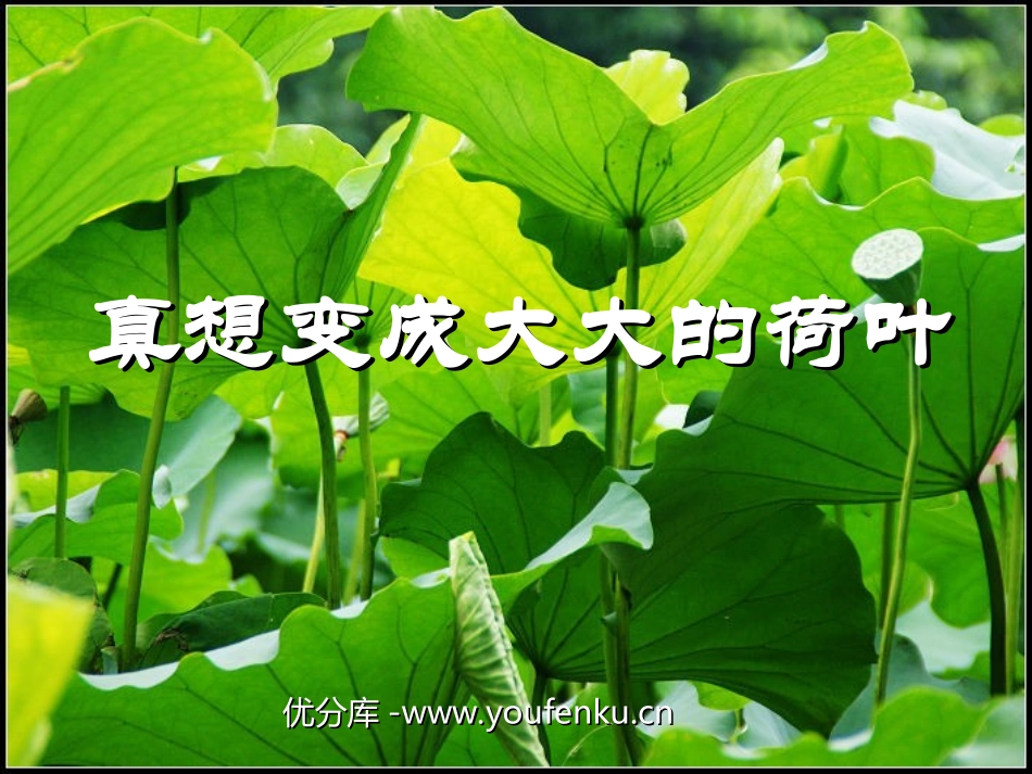 《真想变成大大的荷叶》PPT课件[苏教版二年级语文下册]_第1页