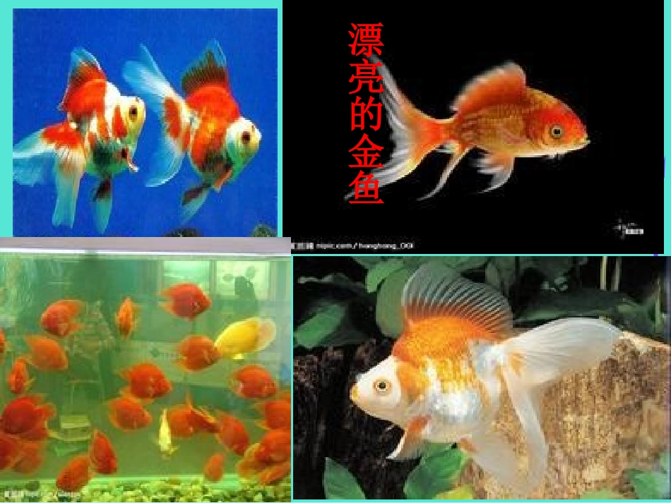 《你必须把这条鱼放掉》PPT课件[苏教版三年级语文下册]_第3页