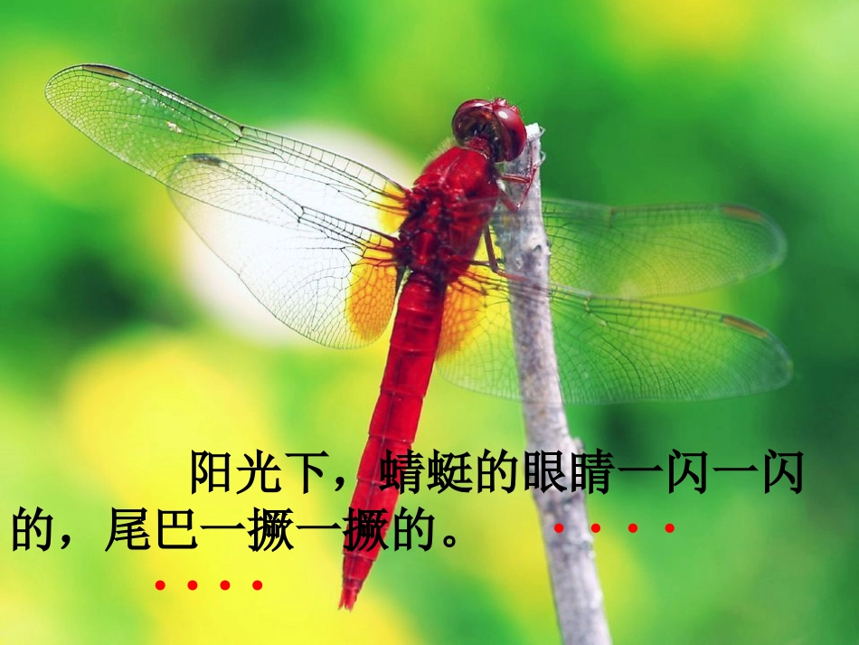 《放飞蜻蜓》PPT课件[苏教版三年级语文下册]_第2页