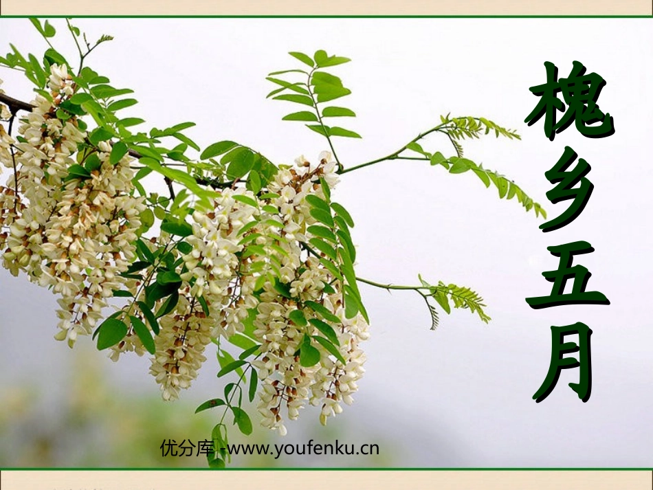 《槐乡五月》PPT课件[苏教版三年级语文下册]_第1页