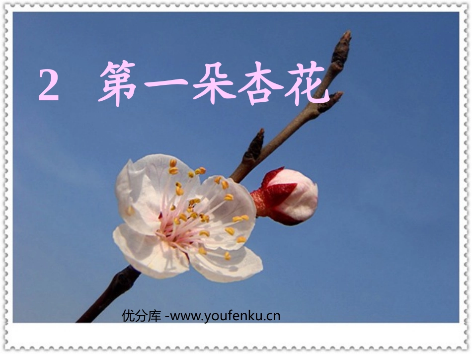 《第一朵杏花》PPT课件[苏教版四年级语文下册]_第1页