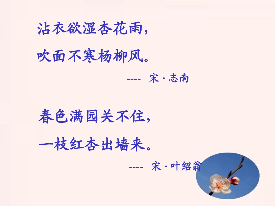 《第一朵杏花》PPT课件[苏教版四年级语文下册]_第2页