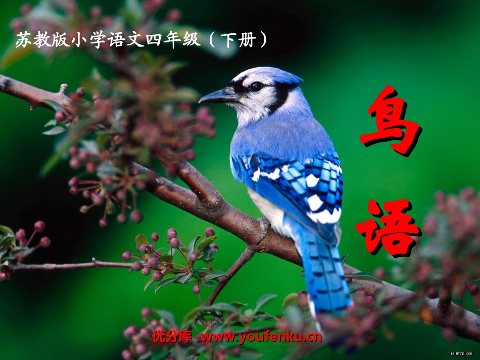 《鸟语》PPT课件[苏教版四年级语文下册]_第1页