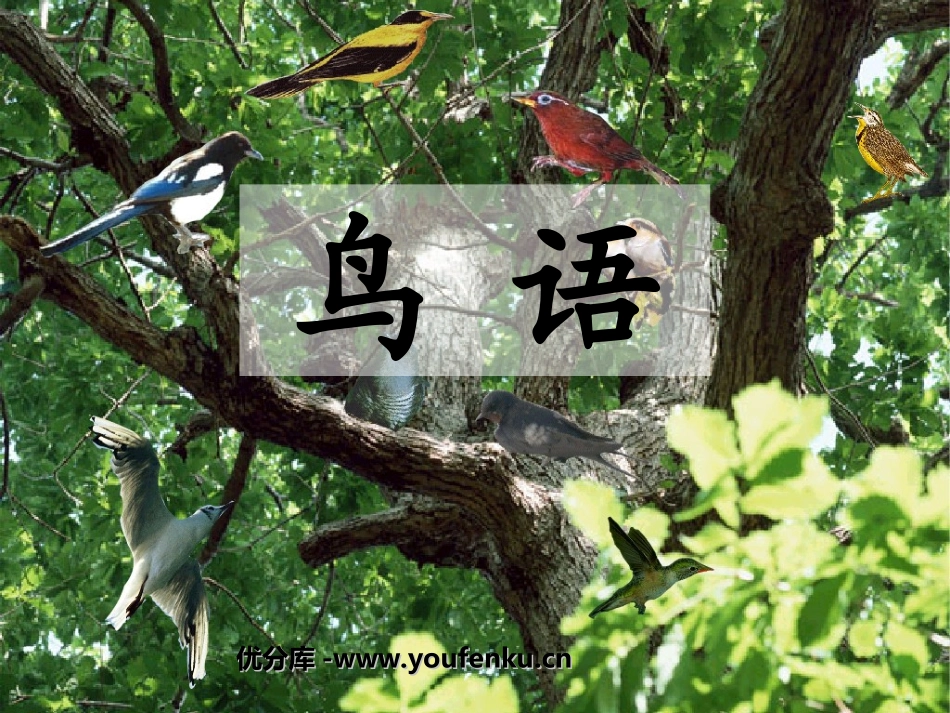 《鸟语》PPT课件[苏教版四年级语文下册]_第1页