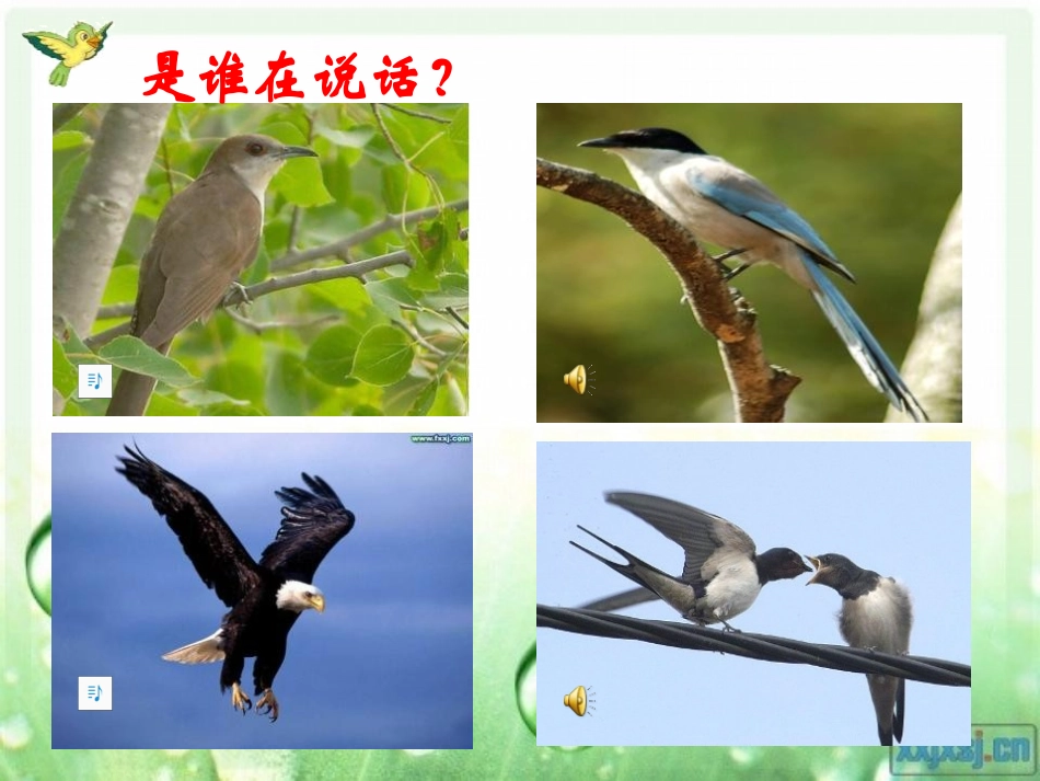 《鸟语》PPT课件[苏教版四年级语文下册]_第2页