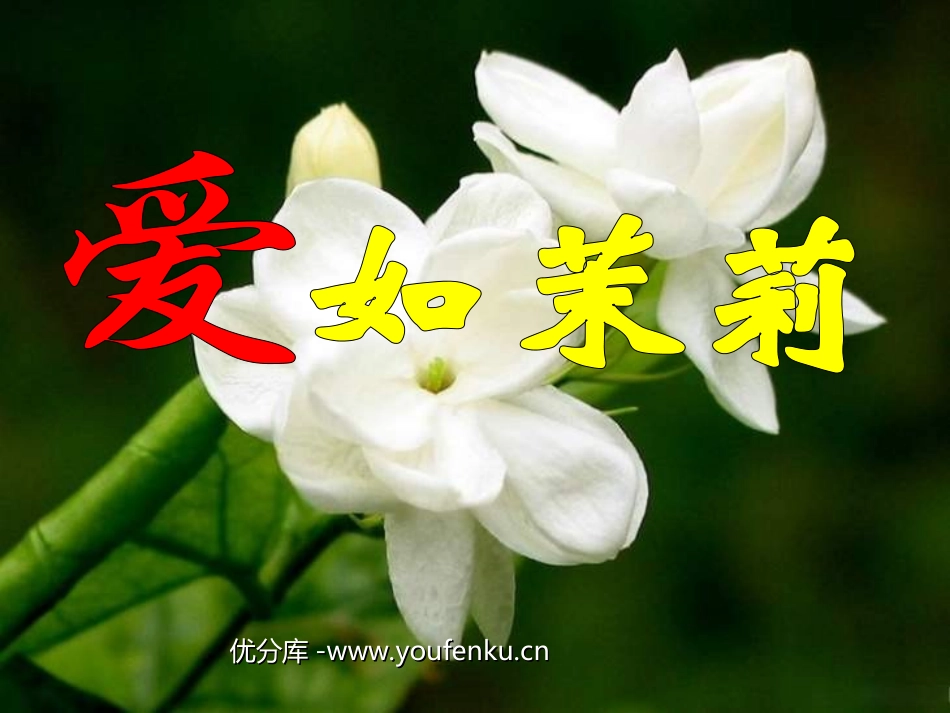 《爱如茉莉》PPT课件[苏教版五年级语文下册]_第1页