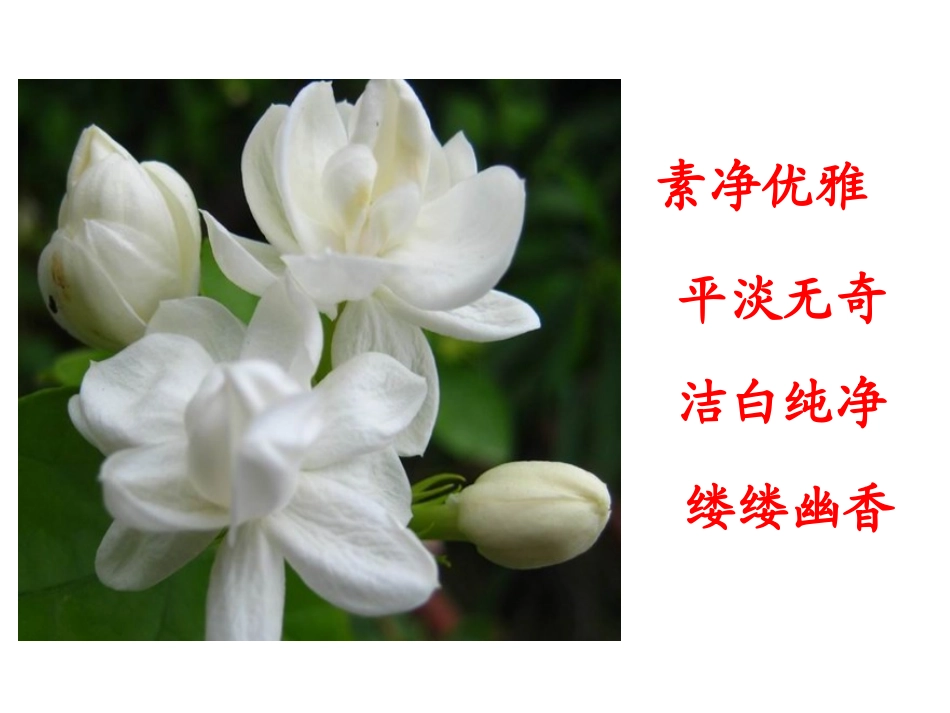 《爱如茉莉》PPT课件[苏教版五年级语文下册]_第3页