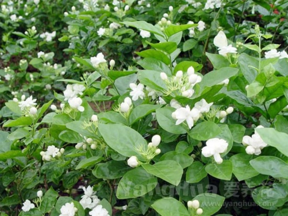 《爱如茉莉》PPT课件[苏教版五年级语文下册]_第2页
