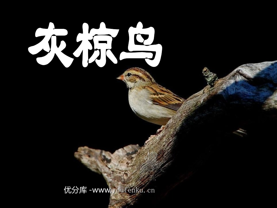 《灰椋鸟》PPT课件[苏教版五年级语文下册]_第1页
