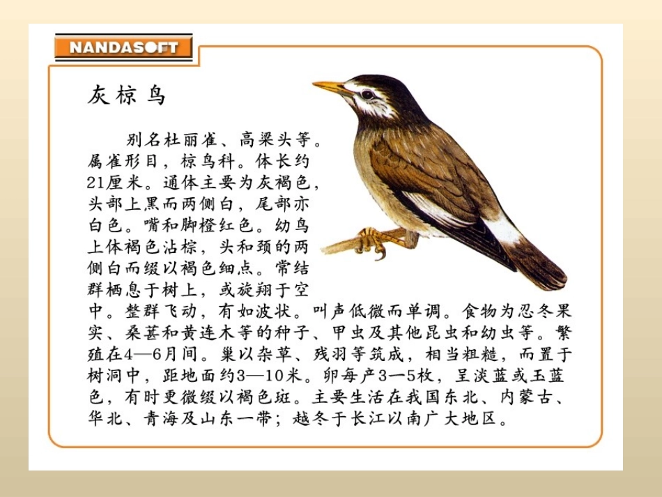 《灰椋鸟》PPT课件[苏教版五年级语文下册]_第2页