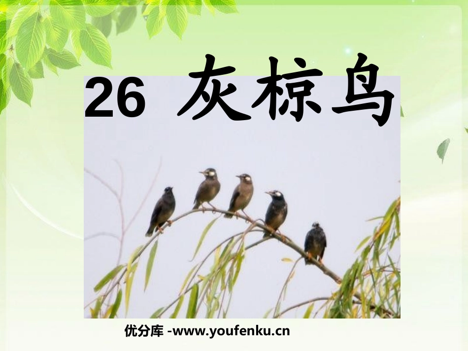 《灰椋鸟》PPT课件[苏教版五年级语文下册]_第1页