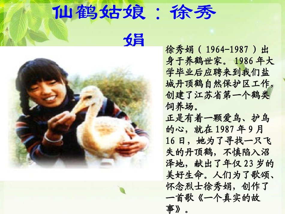 《灰椋鸟》PPT课件[苏教版五年级语文下册]_第2页