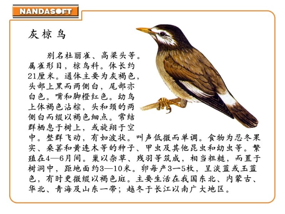 《灰椋鸟》PPT课件[苏教版五年级语文下册]_第3页