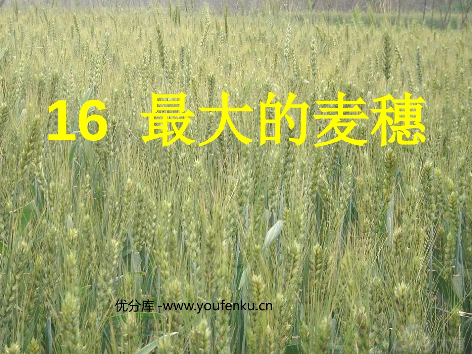 《最大的麦穗》PPT课件[苏教版六年级语文下册]_第1页
