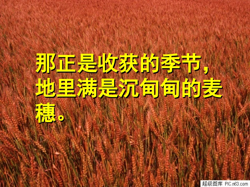 《最大的麦穗》PPT课件[苏教版六年级语文下册]_第3页