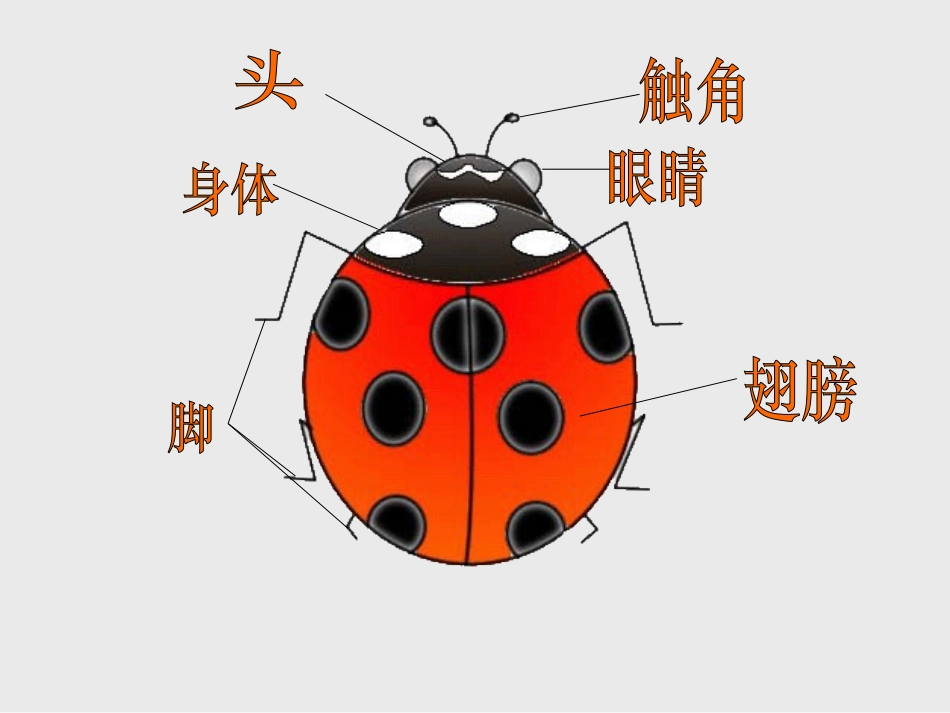 《瓢虫的花衣裳》PPT课件[一年级美术下册]_第1页