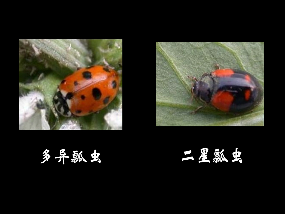 《瓢虫的花衣裳》PPT课件[一年级美术下册]_第2页