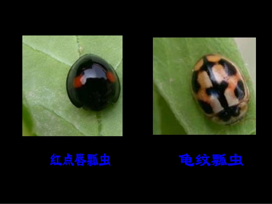 《瓢虫的花衣裳》PPT课件[一年级美术下册]_第3页