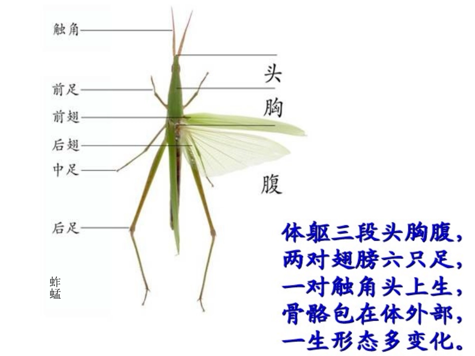 《来画虫》PPT课件[二年级美术下册]_第3页