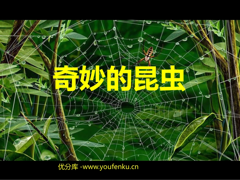 《奇妙的昆虫》PPT课件[一年级美术下册]_第1页