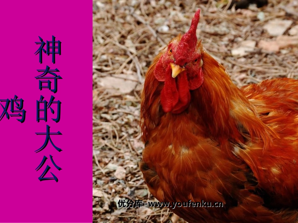 《神气的大公鸡》PPT课件[一年级美术下册]_第1页