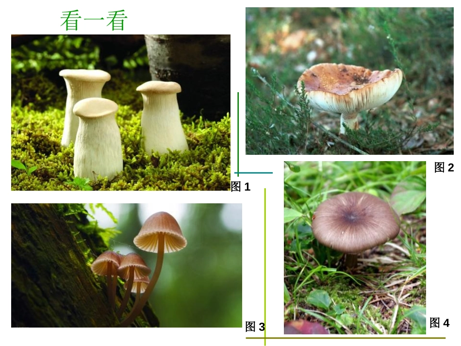 《蘑菇家园》PPT课件[一年级美术下册]_第3页