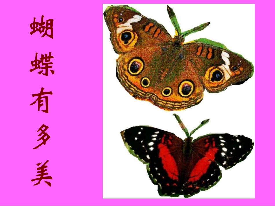 《彩蝶飞飞》PPT课件[二年级美术下册]_第3页