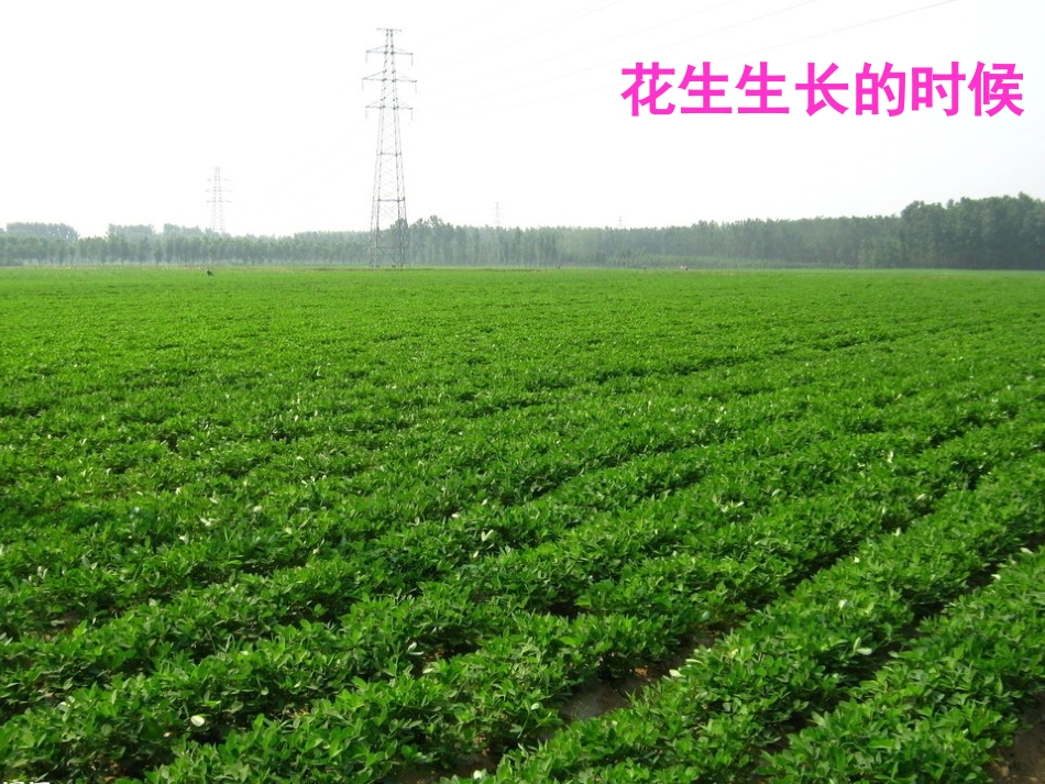 《数花生》PPT课件[北师大版一年级数学下册]_第2页